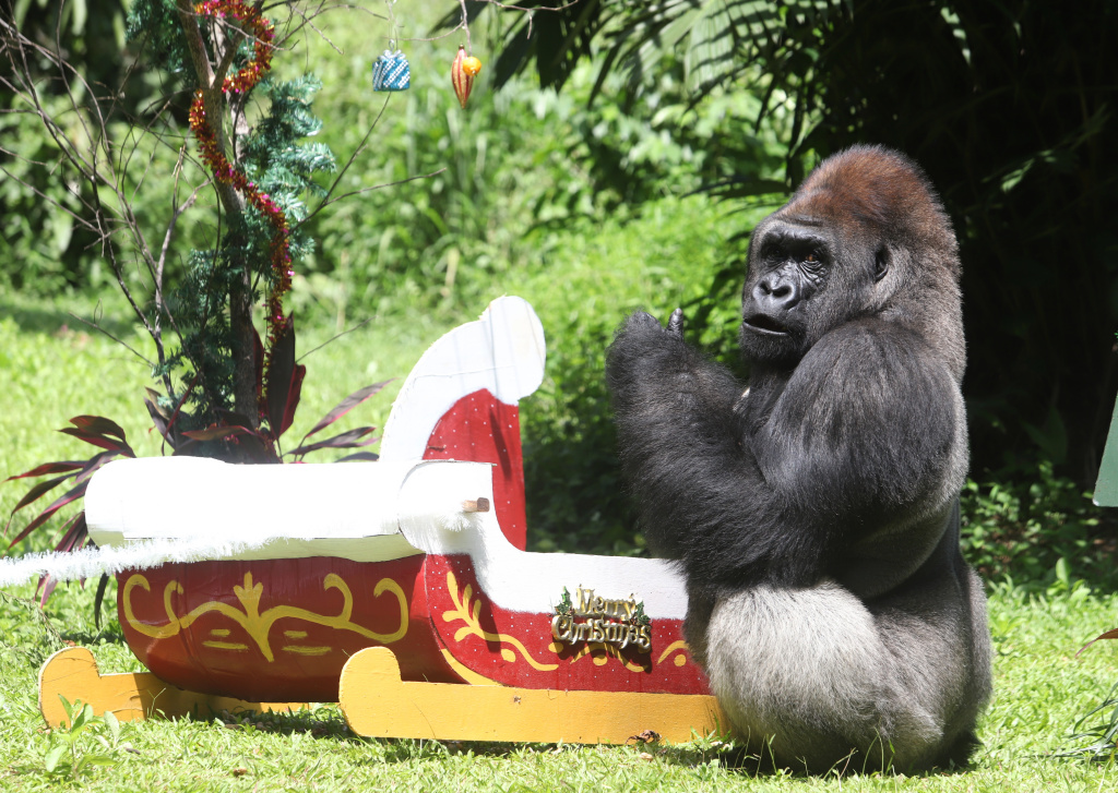 Pengunjung antusias menyaksikan antraksi Feeding Gorila atau memberikan makan untuk Gorila yang dihiasi ornamen Natal di Ragunan Zoo (Ashar/SinPo.id) (
