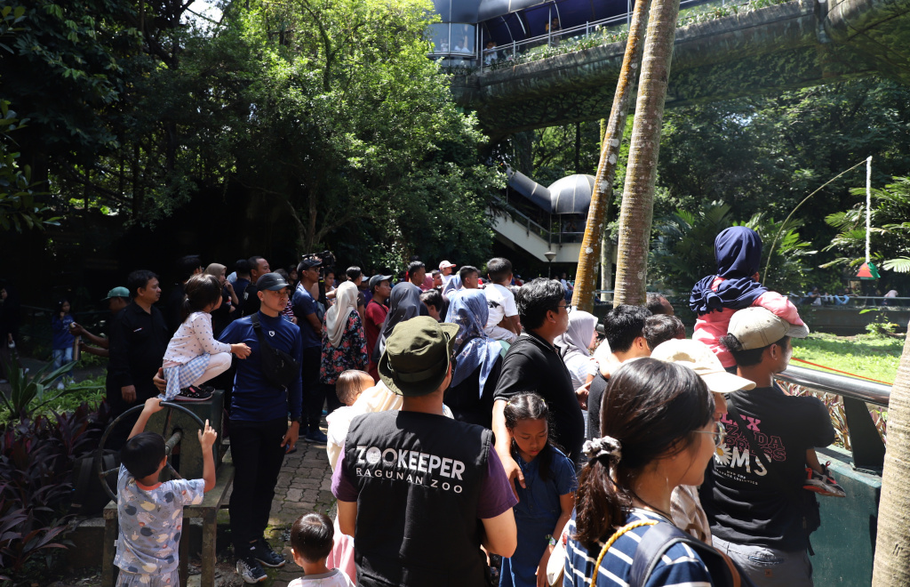 Pengunjung antusias menyaksikan antraksi Feeding Gorila atau memberikan makan untuk Gorila yang dihiasi ornamen Natal di Ragunan Zoo (Ashar/SinPo.id) (