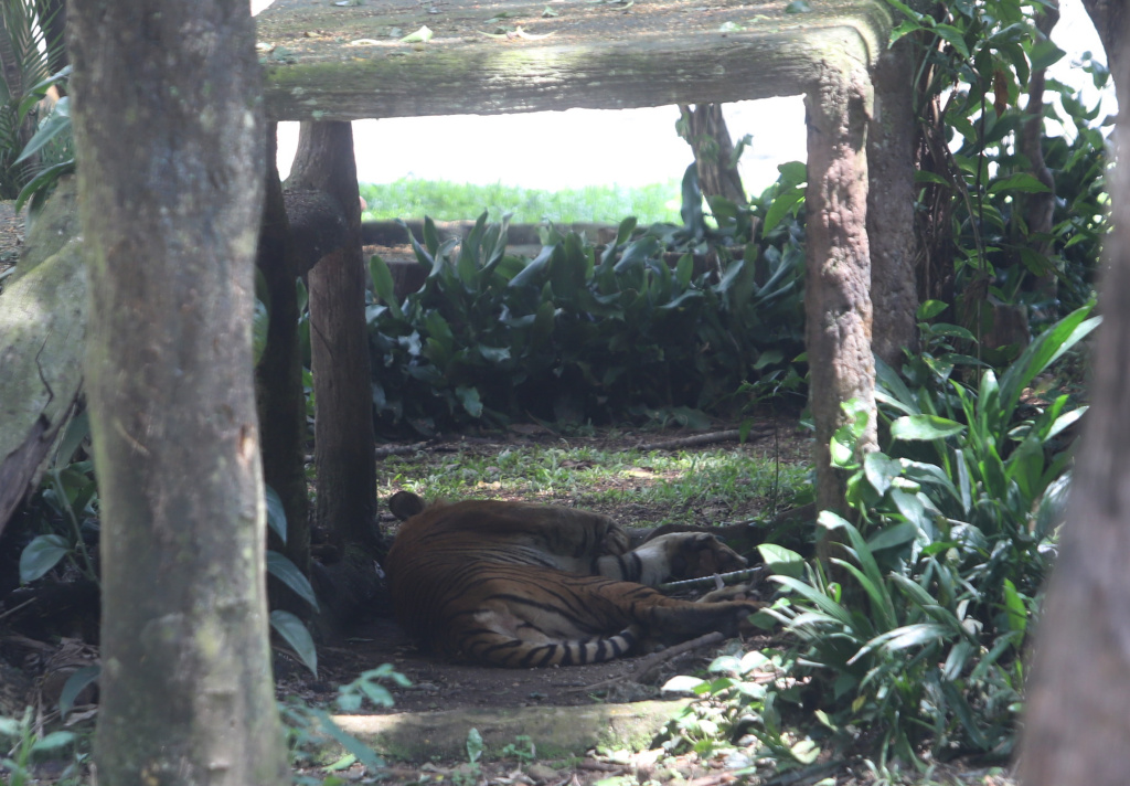 Pengunjung padati Taman Ragunan saat liburan Natal 2025 (Ashar/SinPo.id)