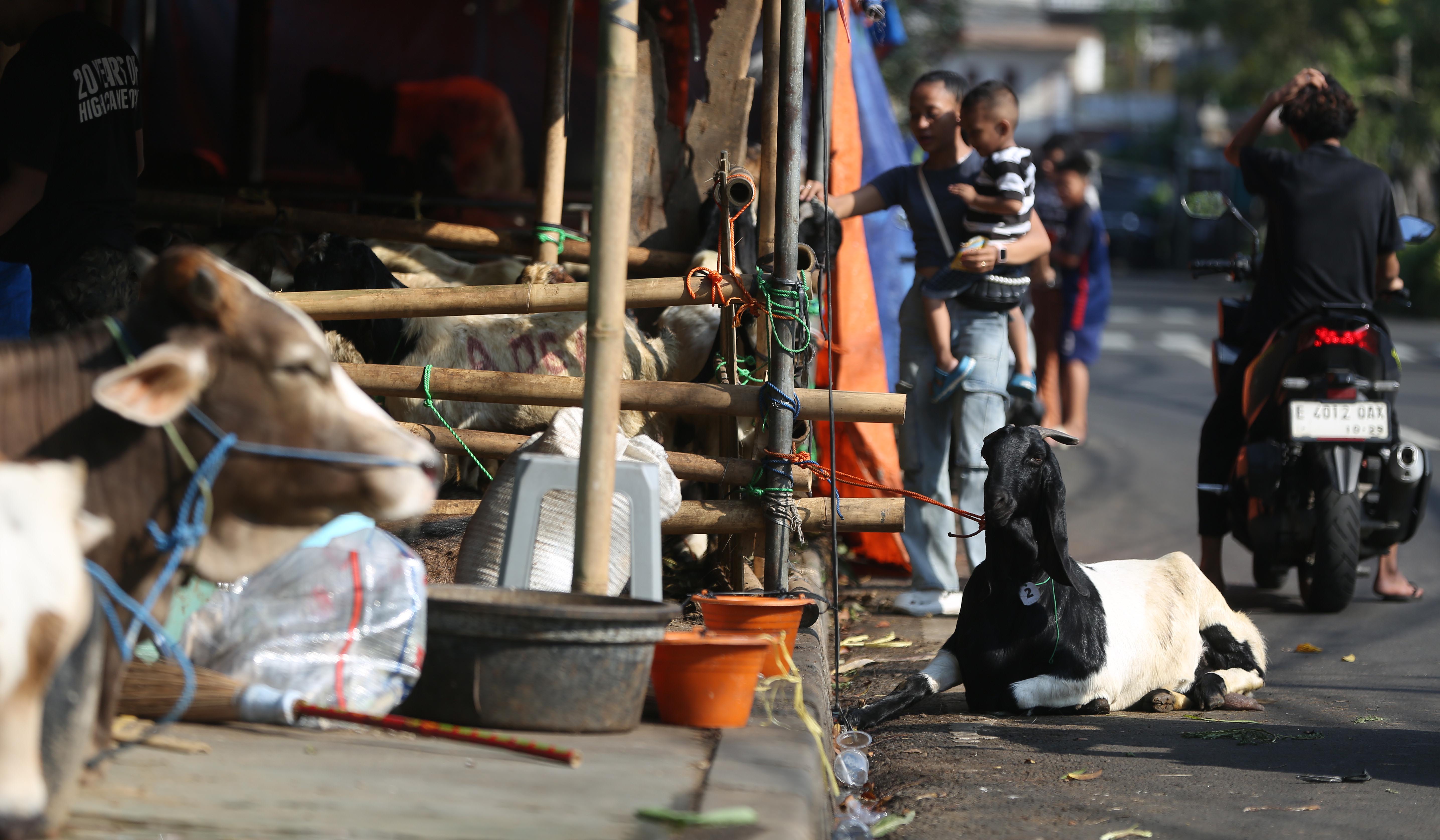 Penjualan hewan kurban diatas trotoar di Jakarta. (Agus Priatna/SinPo.id)