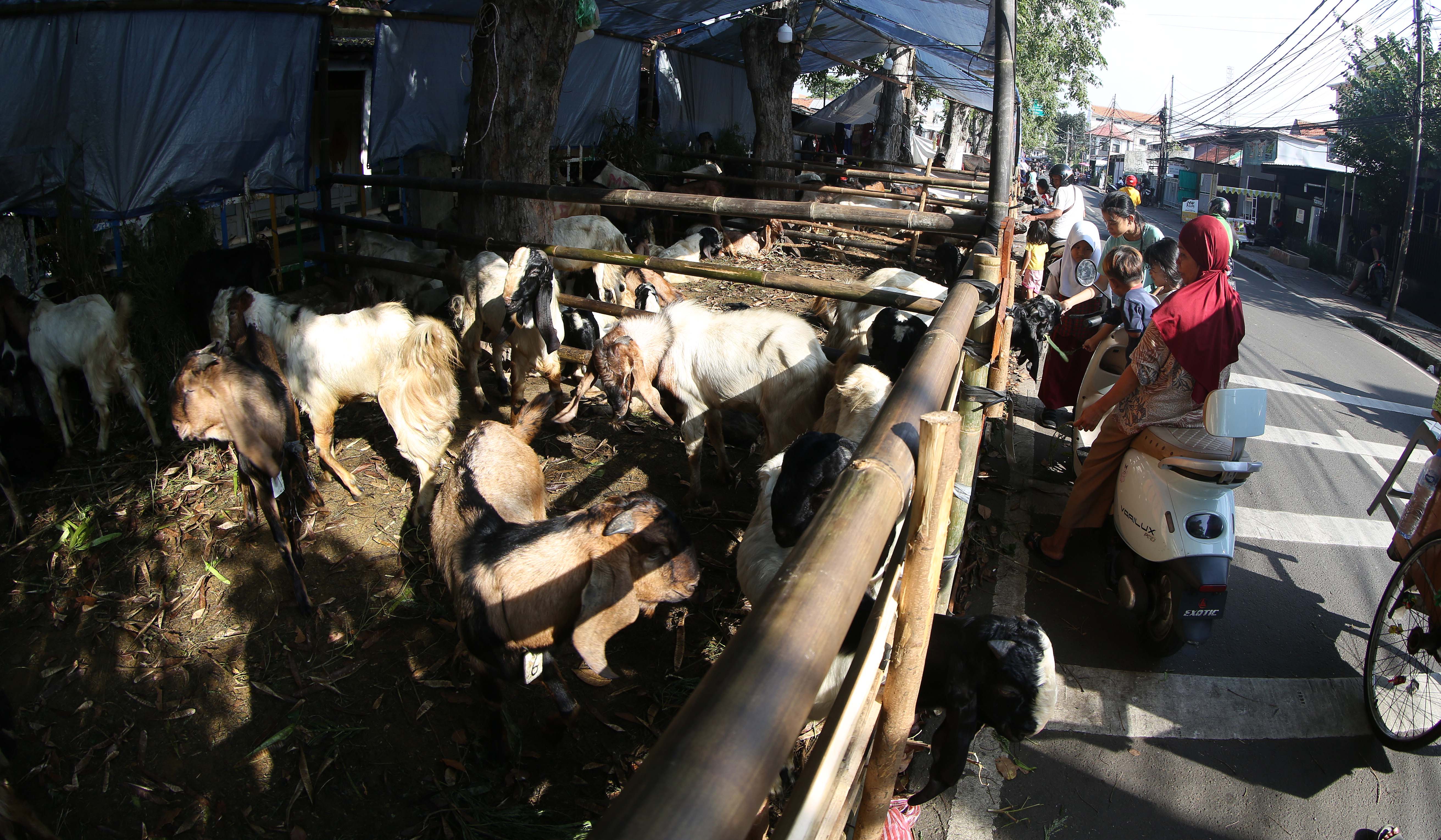 Penjualan hewan kurban diatas trotoar di Jakarta. (Agus Priatna/SinPo.id)
