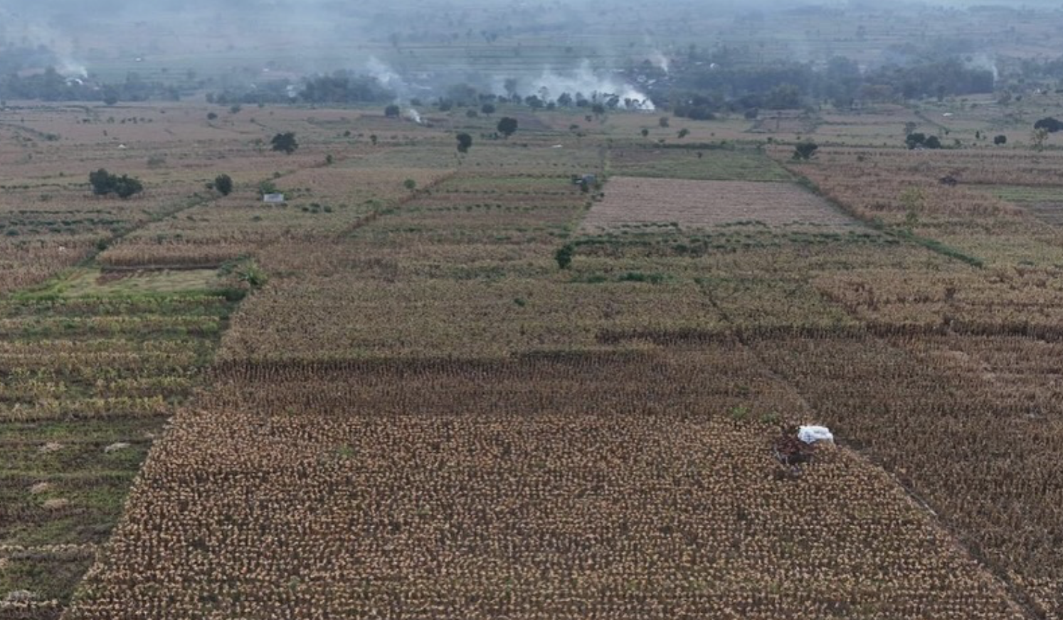 Prabowo saat panen jagung raya di Tuban. (Agus Priatna/BPMI Setpres/SinPo.id)
