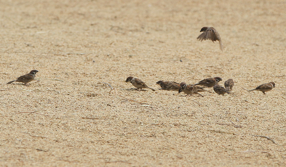 Penggilingan padi di Bekasi, Jawa Barat. (Agus Priatna/SinPo.id)