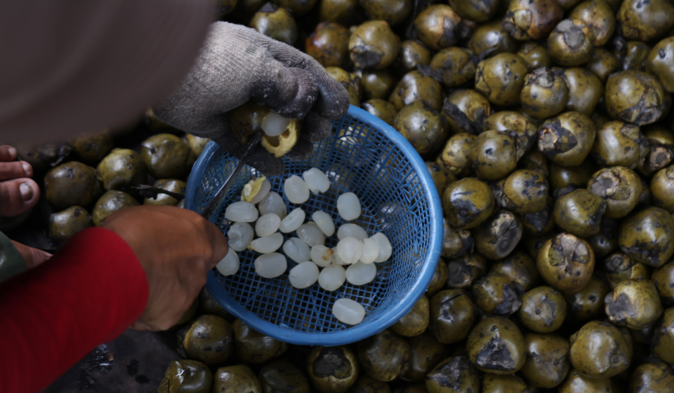 Perajin kolang kaling Tasikmalaya. (Agus Priatna/SinPo.id)