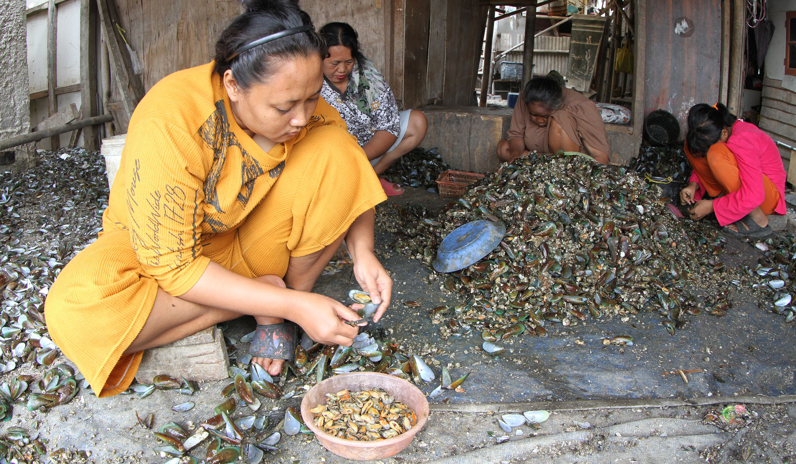 Produksi kerang hijau di kawasan Cilincing, Jakarta. (Agus Priatna/SinPo.id)