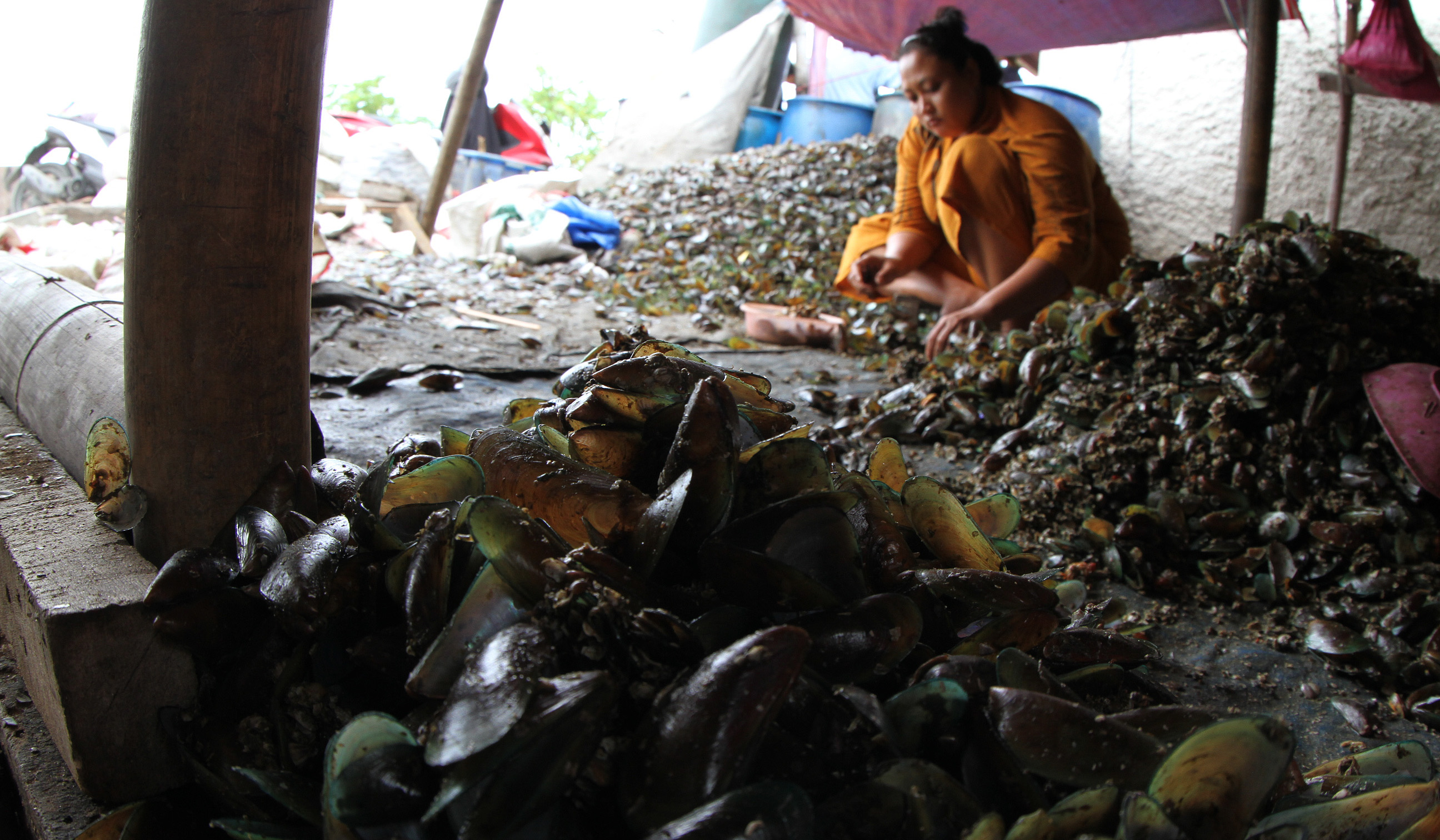 Produksi kerang hijau di kawasan Cilincing, Jakarta. (Agus Priatna/SinPo.id)
