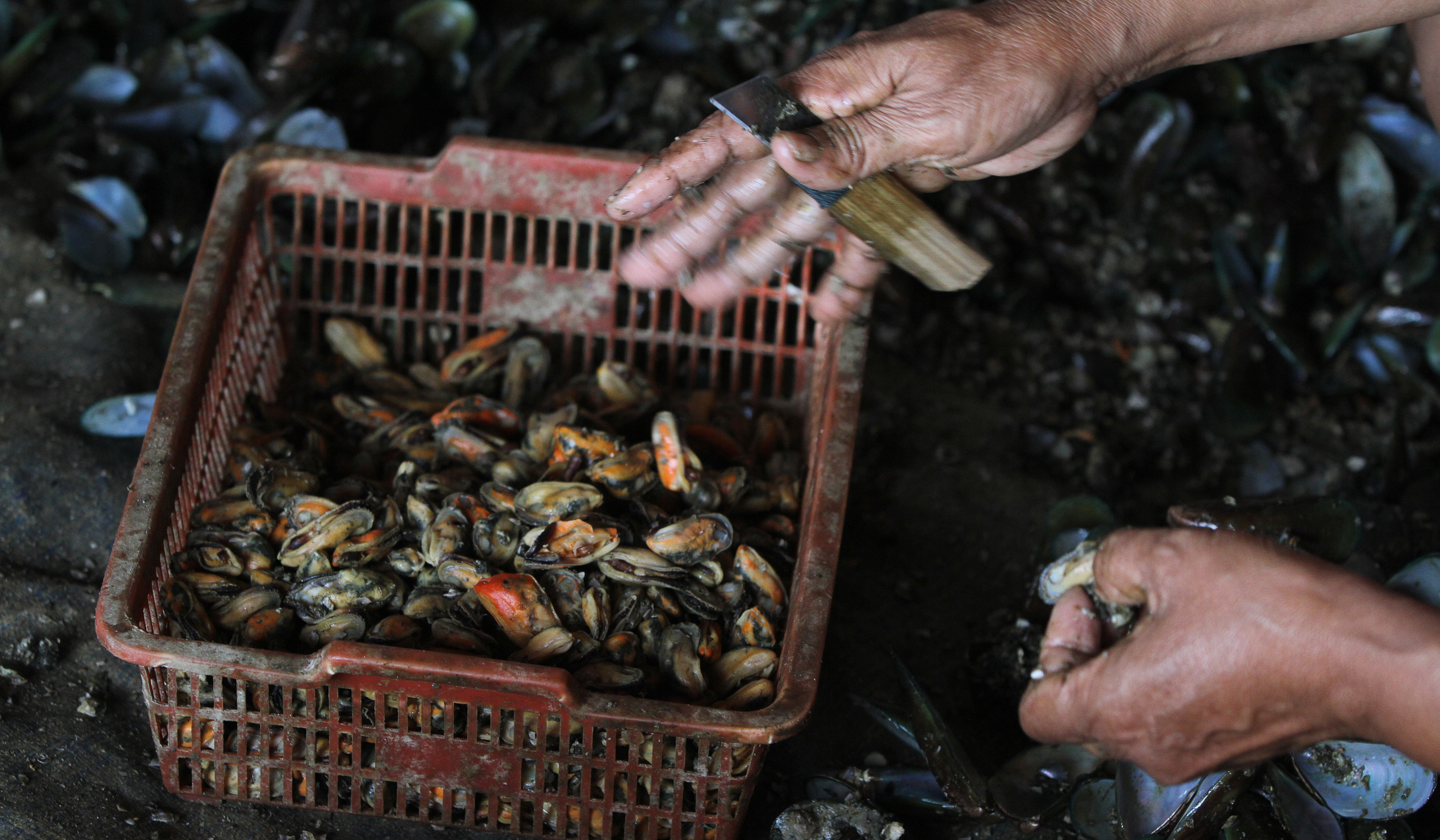 Produksi kerang hijau di kawasan Cilincing, Jakarta. (Agus Priatna/SinPo.id)
