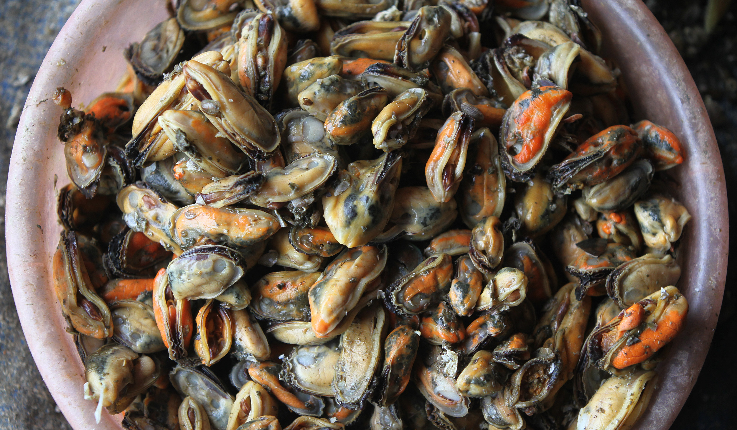 Produksi kerang hijau di kawasan Cilincing, Jakarta. (Agus Priatna/SinPo.id)