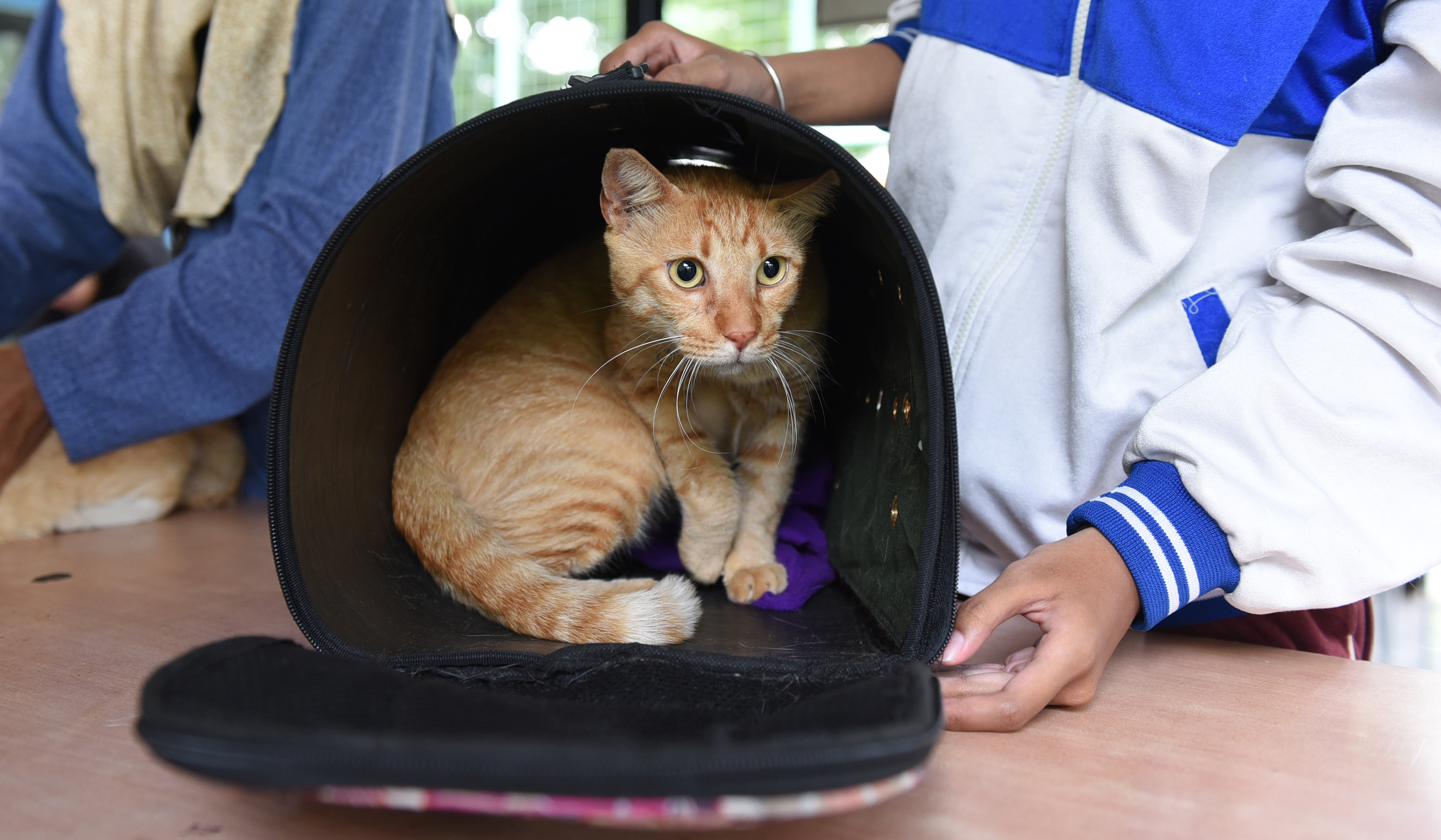 Pemberian vaksin rabies. (Agus Priatna/SinPo.id)