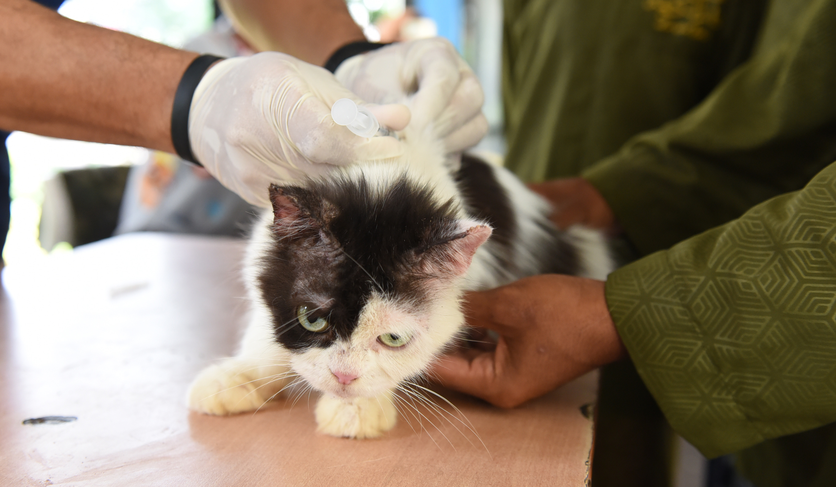 Pemberian vaksin rabies. (Agus Priatna/SinPo.id)