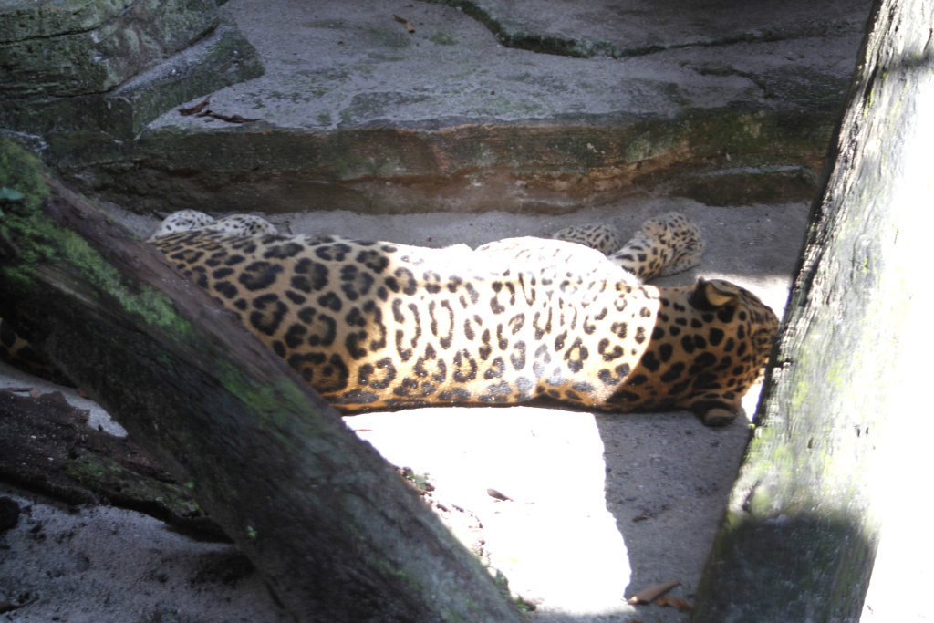 Taman Margasatwa Ragunan dipadati pengunjung saat cuti bersama Hari Raya Idul Adha 1444 H dan Libur Sekolah (Ashar/SinPo.id)