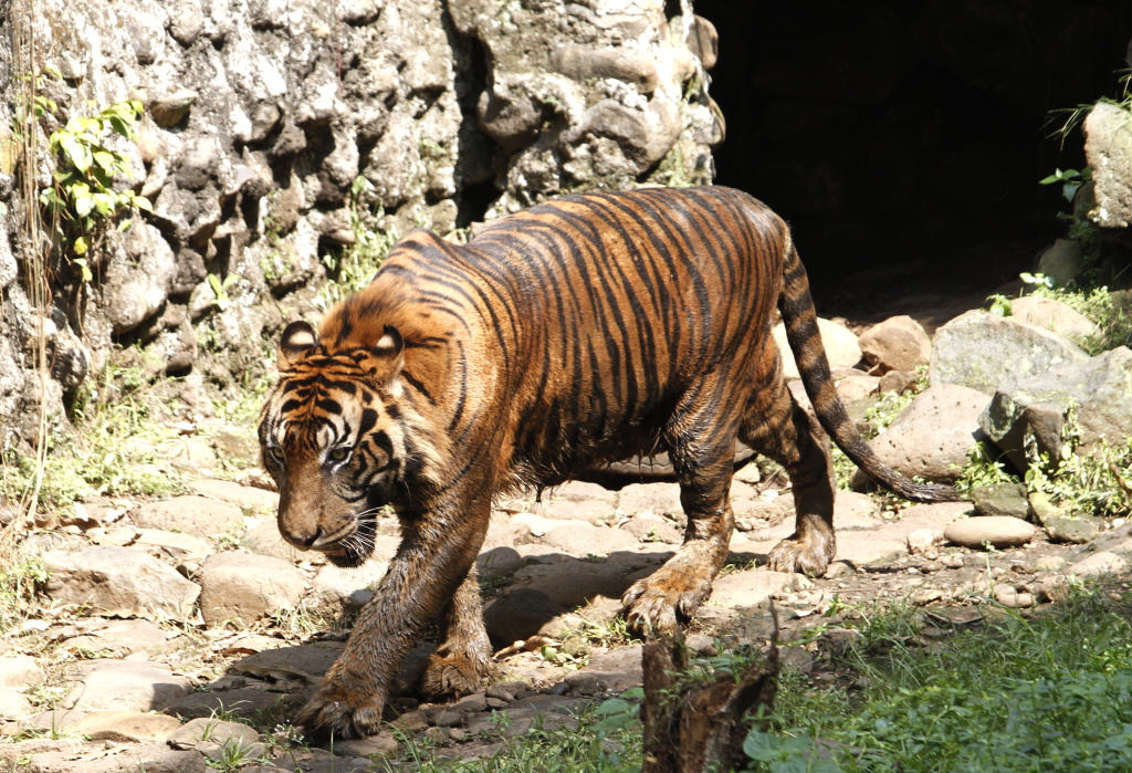 Taman Margasatwa Ragunan dipadati pengunjung saat cuti bersama Hari Raya Idul Adha 1444 H dan Libur Sekolah (Ashar/SinPo.id)