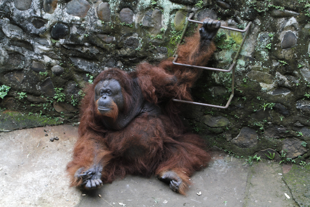 Taman Margasatwa Ragunan dipadati pengunjung saat cuti bersama Hari Raya Idul Adha 1444 H dan Libur Sekolah (Ashar/SinPo.id)