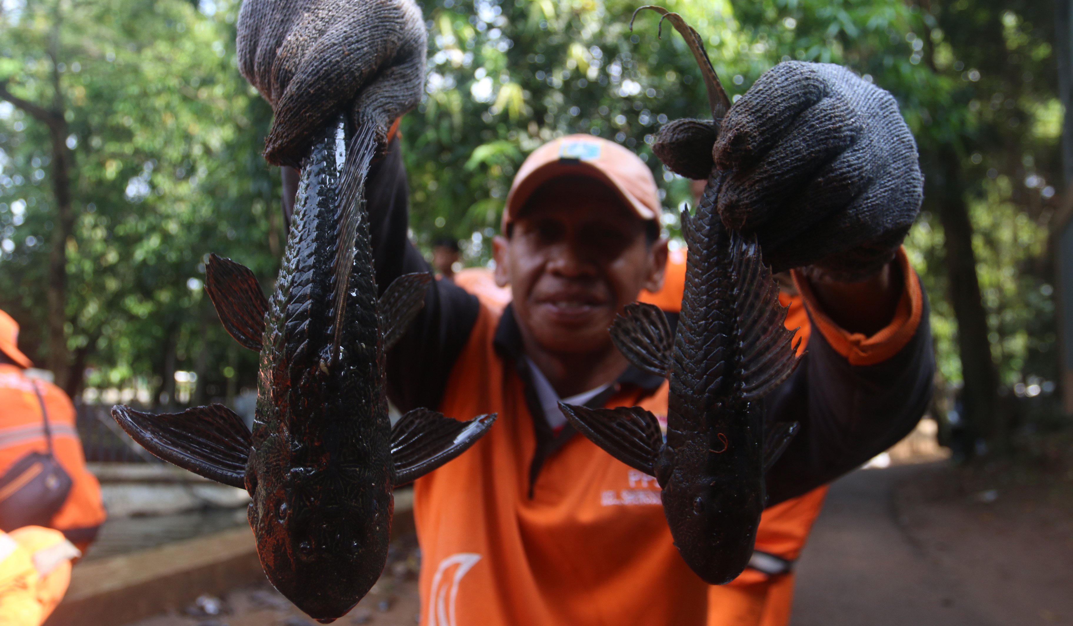Petugas tangkap ikan sapu sapu. (Agus Priatna/SinPo.id)