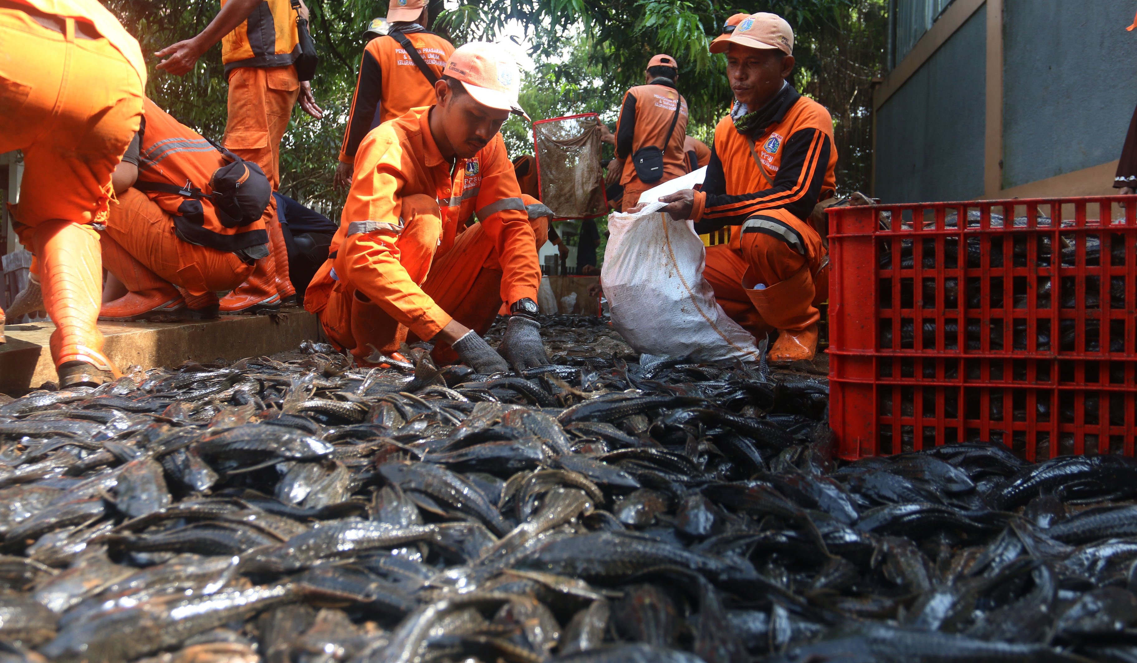 Petugas tangkap ikan sapu sapu. (Agus Priatna/SinPo.id)