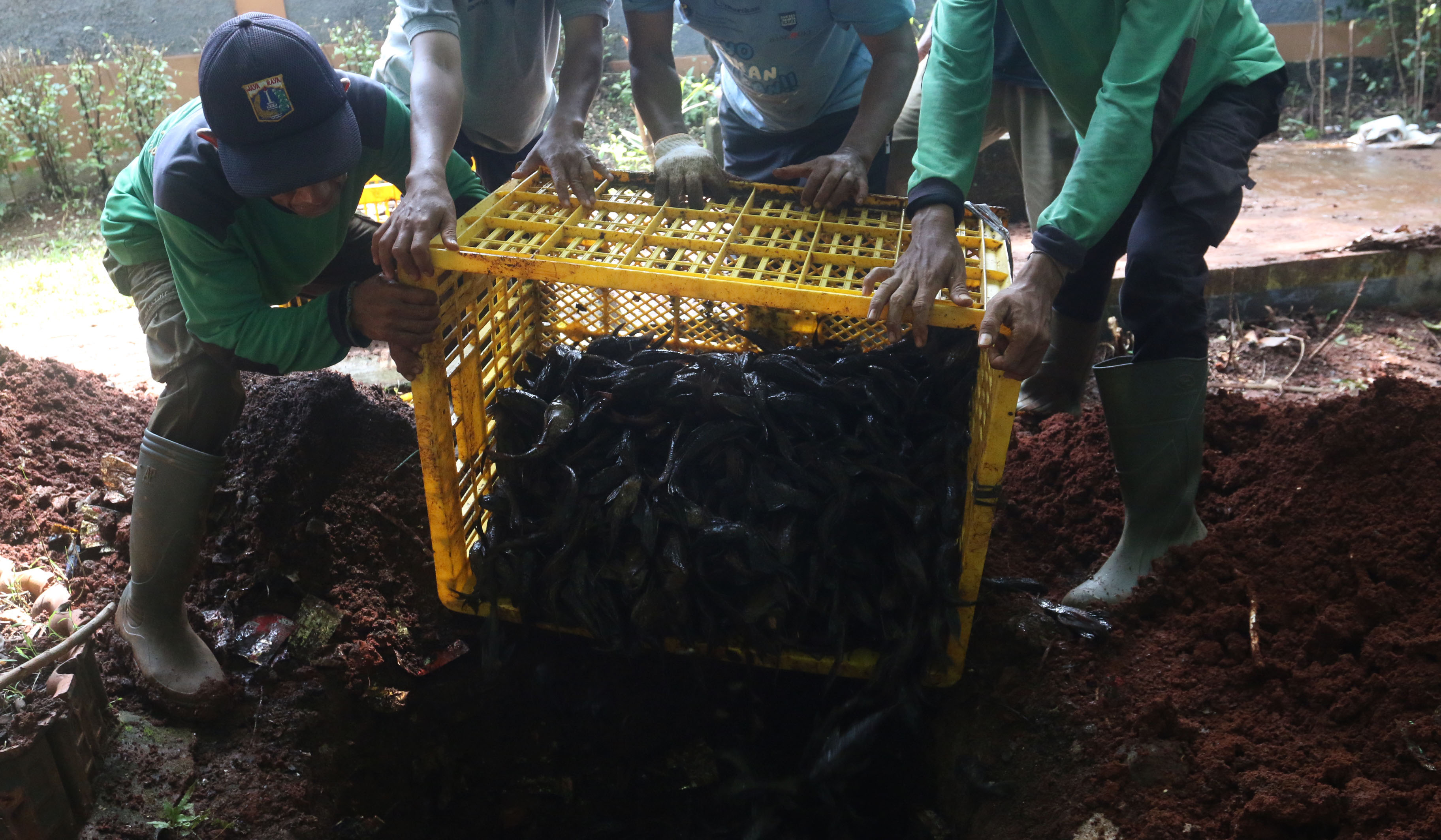 Petugas tangkap ikan sapu sapu. (Agus Priatna/SinPo.id)