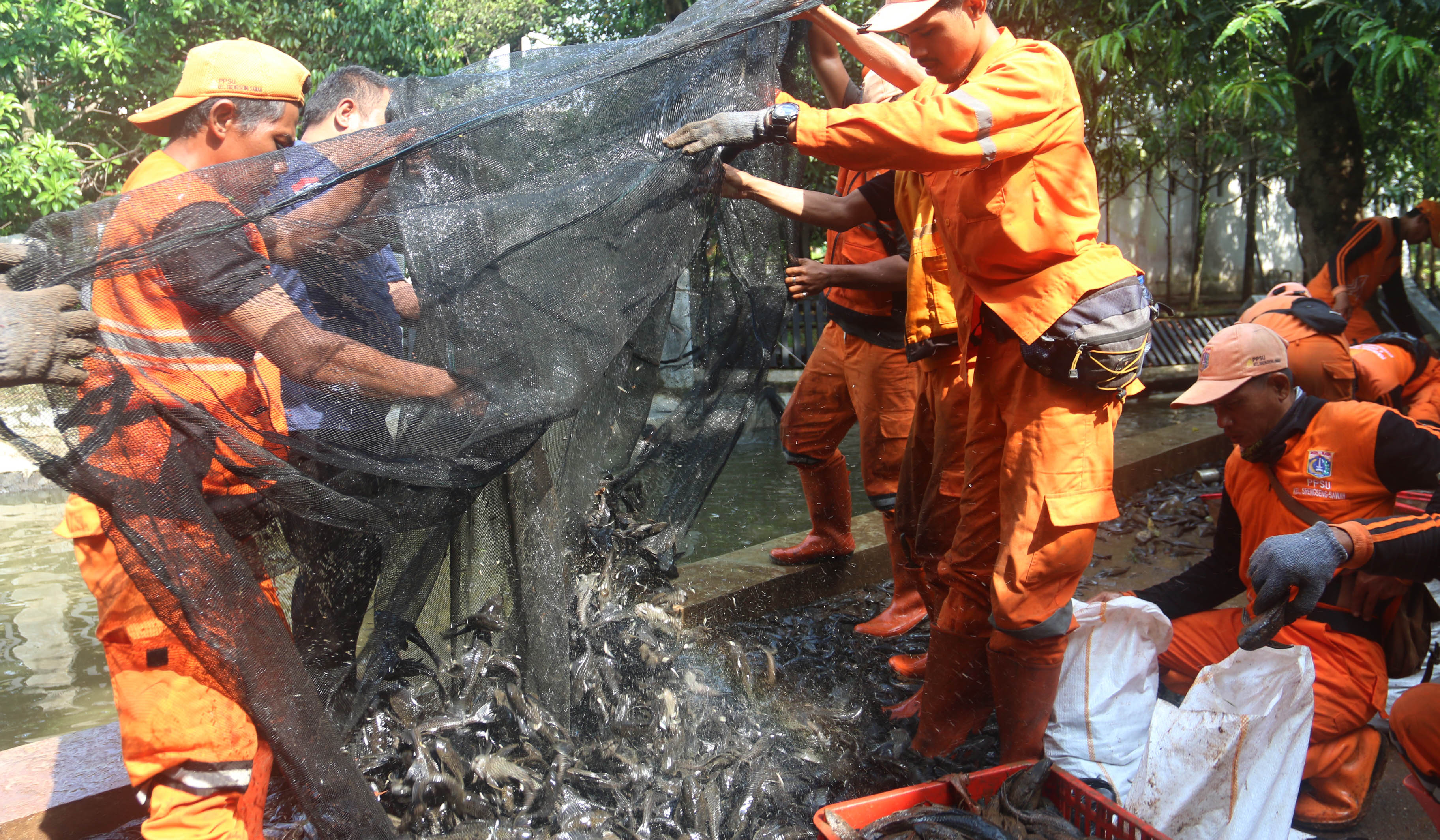 Petugas tangkap ikan sapu sapu. (Agus Priatna/SinPo.id)