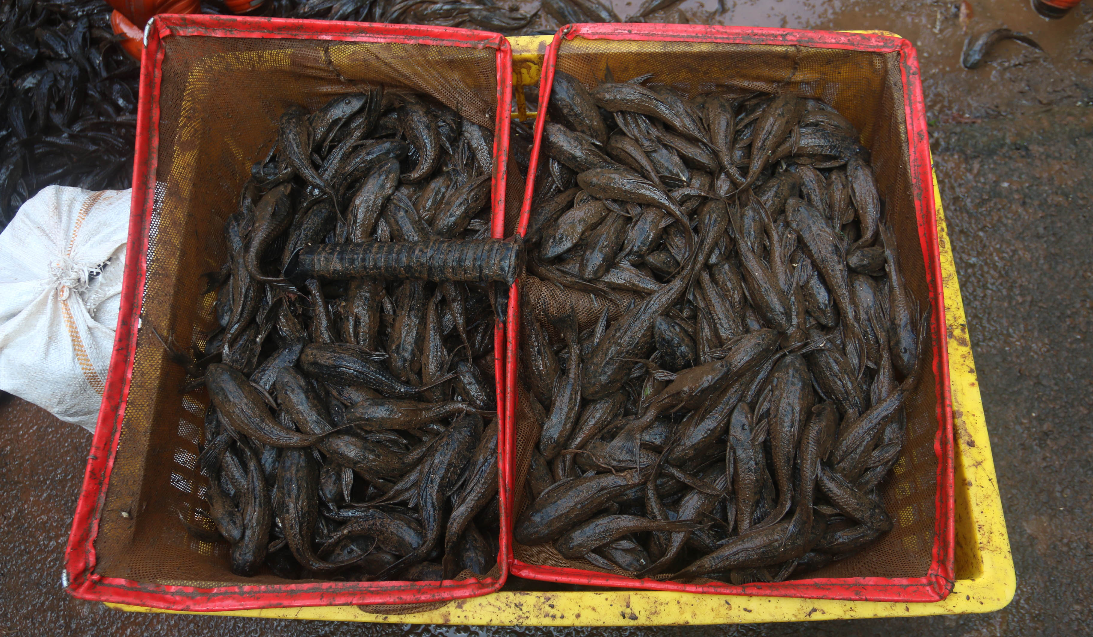 Petugas tangkap ikan sapu sapu. (Agus Priatna/SinPo.id)