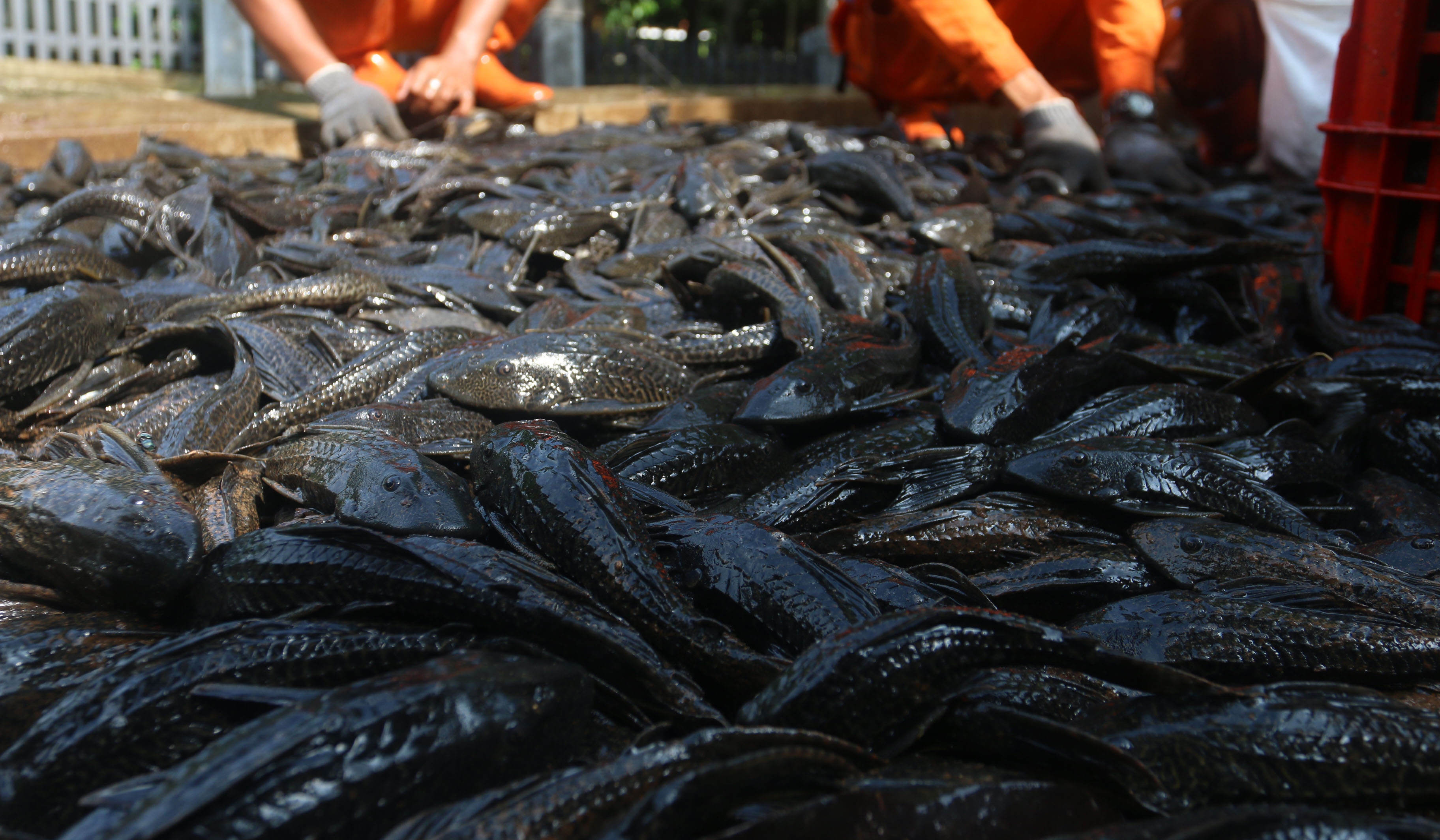 Petugas tangkap ikan sapu sapu. (Agus Priatna/SinPo.id)