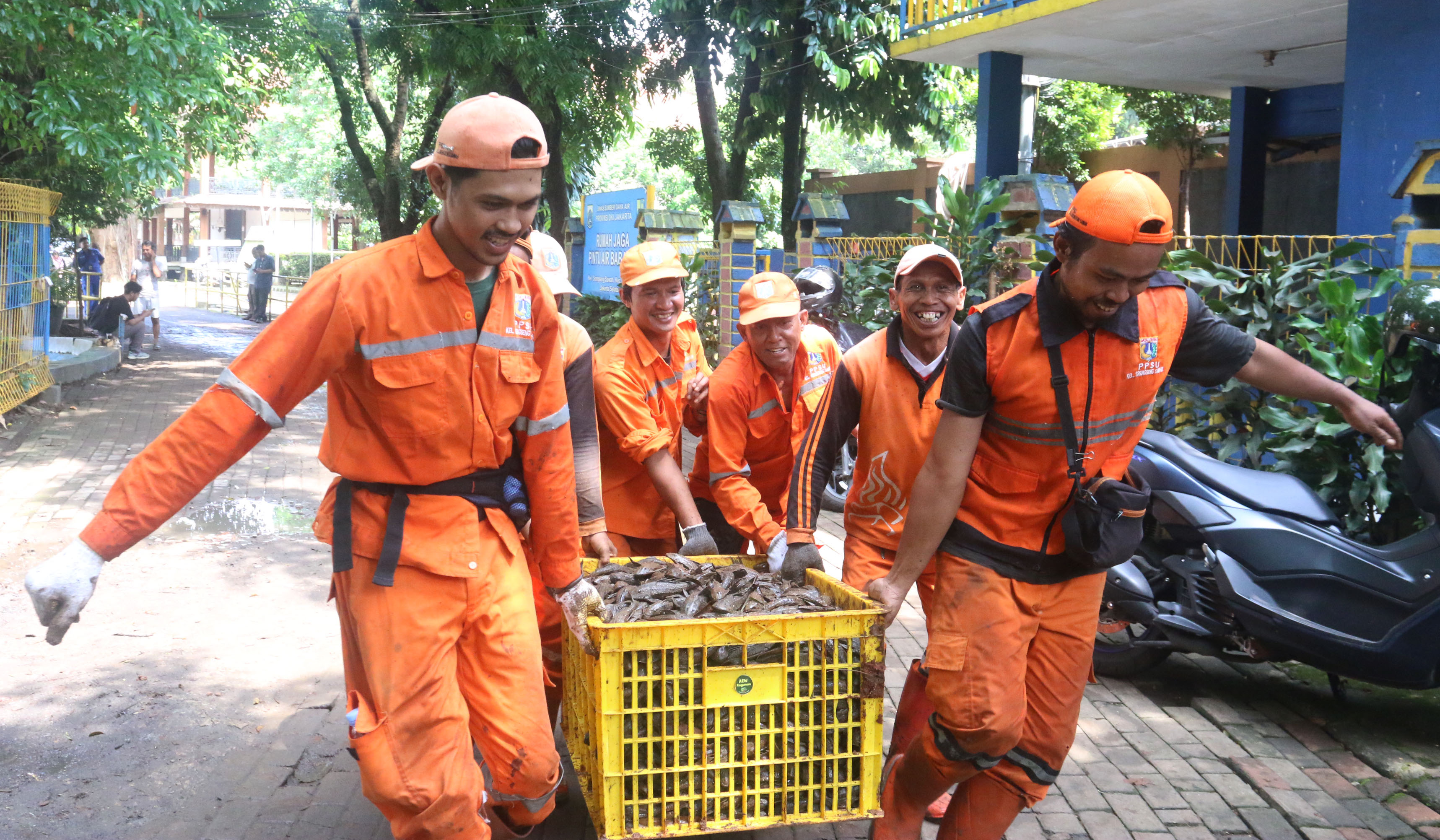 Petugas tangkap ikan sapu sapu. (Agus Priatna/SinPo.id)