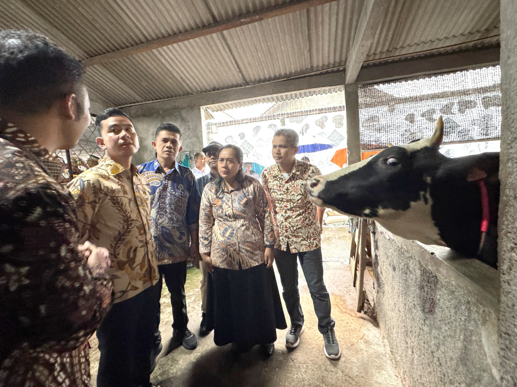 Wapres Gibran Rakabuming meninjau peternakan sapi Sayekti Farm Boyolali (Ashar/Foto: Setwapres/SinPo.id)