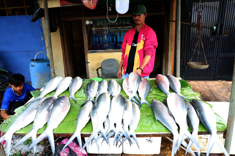 Tradisi Rawa Belong banyak pedagang dadakan menjual Bandeng Jumbo menjelang perayaan Imlek (Ashar/SinPo.id)