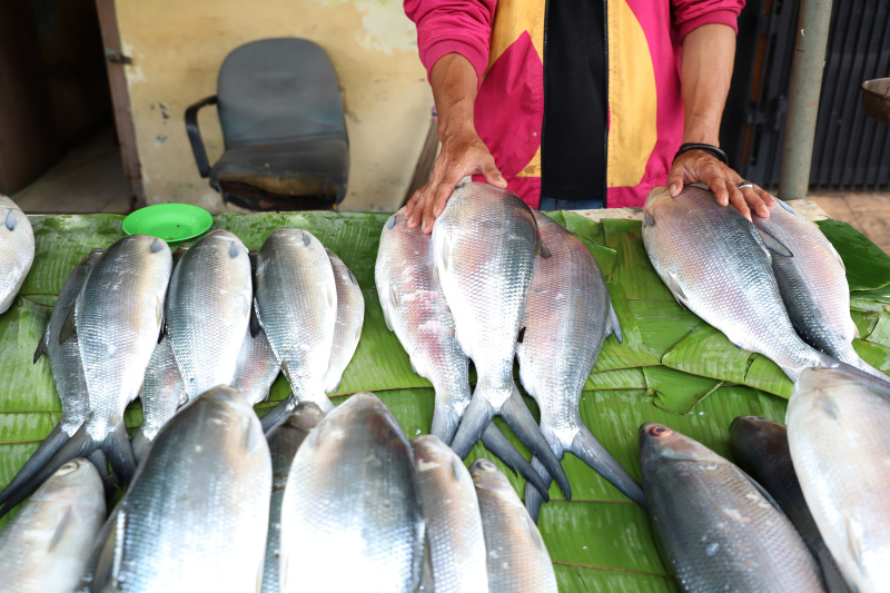 Tradisi Rawa Belong banyak pedagang dadakan menjual Bandeng Jumbo menjelang perayaan Imlek (Ashar/SinPo.id)