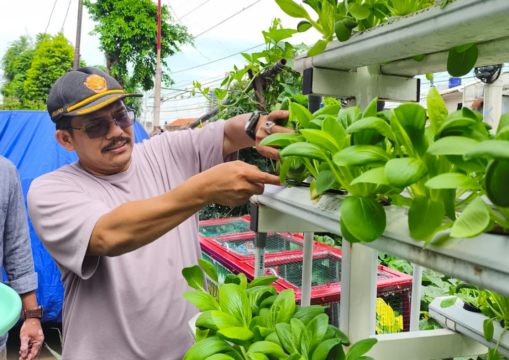 Warga Menteng Jaya memanen sayuran pakcoy lewat  hidroponik (Ashar/SinPo.id)