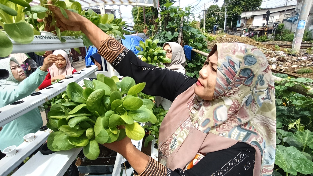 Warga Menteng Jaya memanen sayuran pakcoy lewat  hidroponik (Ashar/SinPo.id)