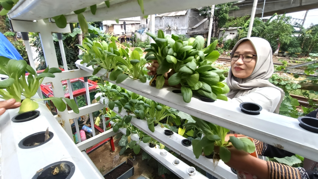 Warga Menteng Jaya memanen sayuran pakcoy lewat  hidroponik (Ashar/SinPo.id)