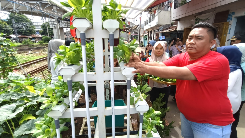 Warga Menteng Jaya memanen sayuran pakcoy lewat  hidroponik (Ashar/SinPo.id)
