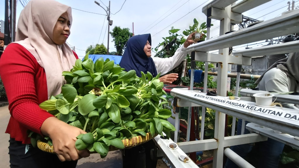 Warga Menteng Jaya memanen sayuran pakcoy lewat  hidroponik (Ashar/SinPo.id)