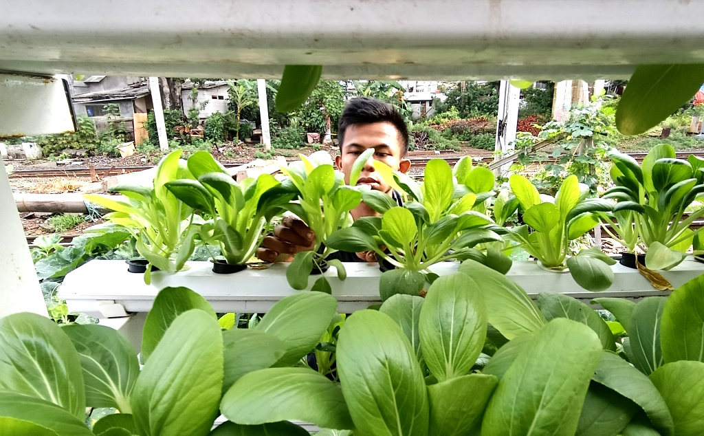 Warga Menteng Jaya memanen sayuran pakcoy lewat  hidroponik (Ashar/SinPo.id)