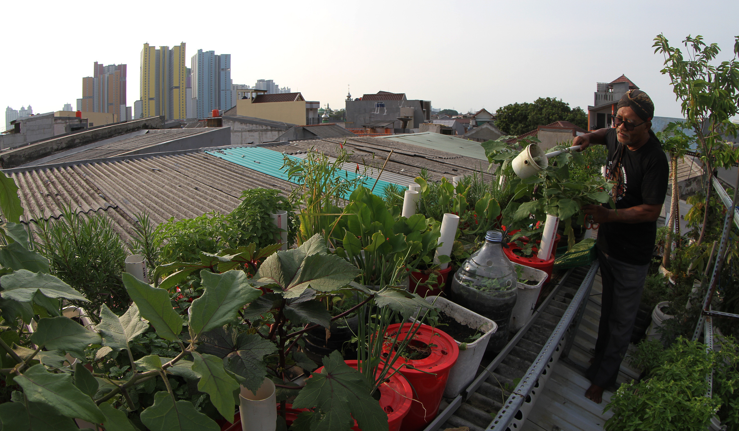 Urban faming di Sunter Jaya. (Agus Priatna/SinPo.id)