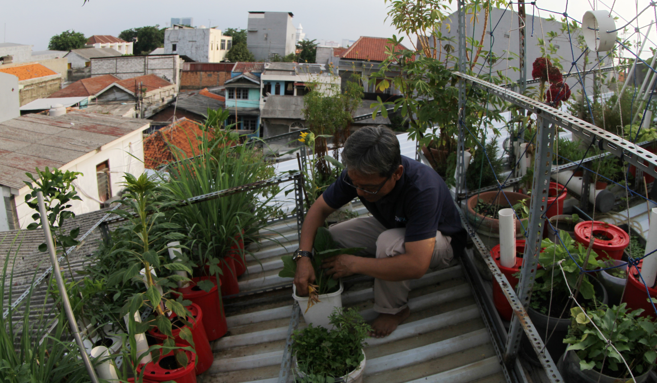 Urban faming di Sunter Jaya. (Agus Priatna/SinPo.id)