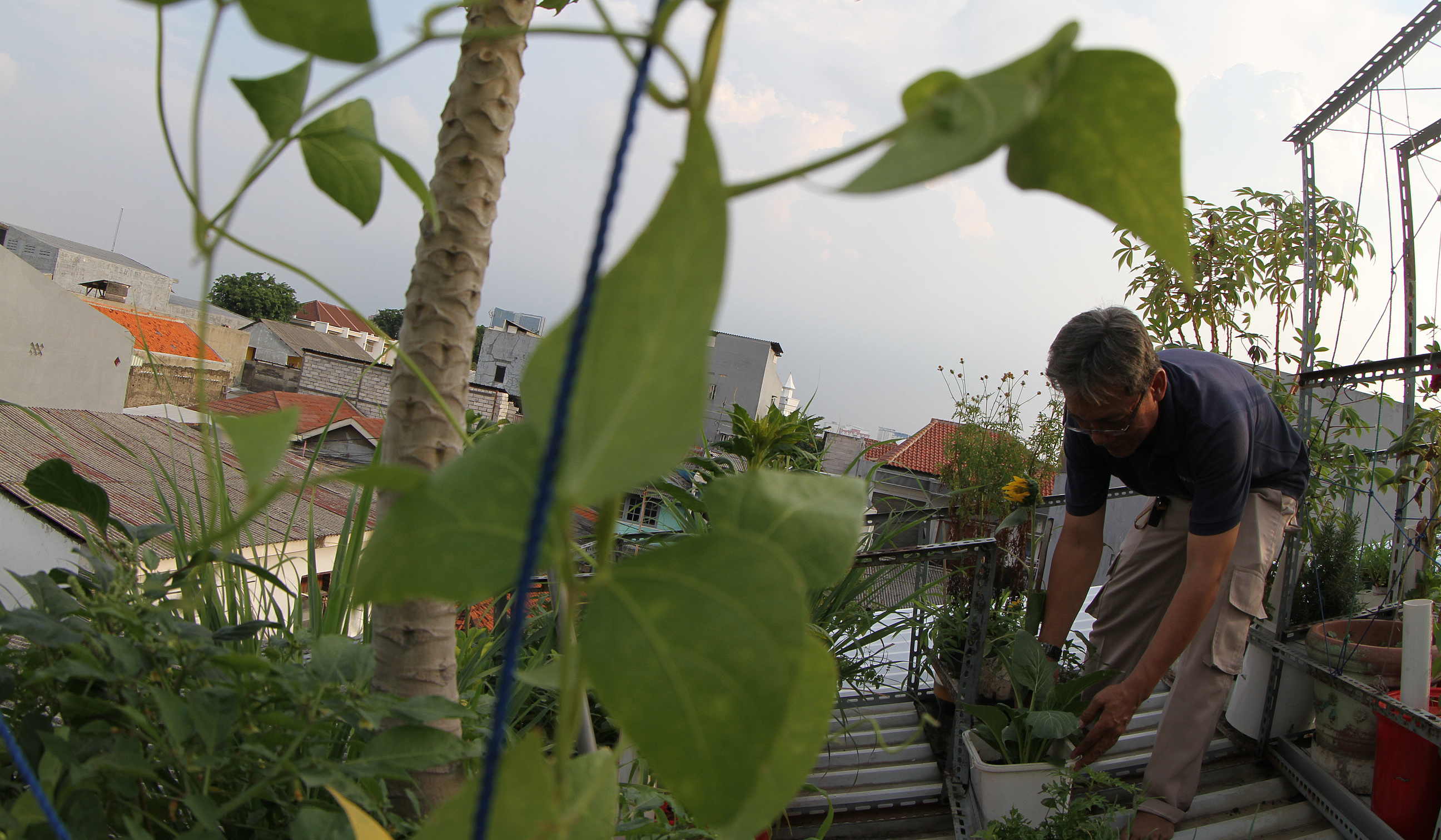 Urban faming di Sunter Jaya. (Agus Priatna/SinPo.id)