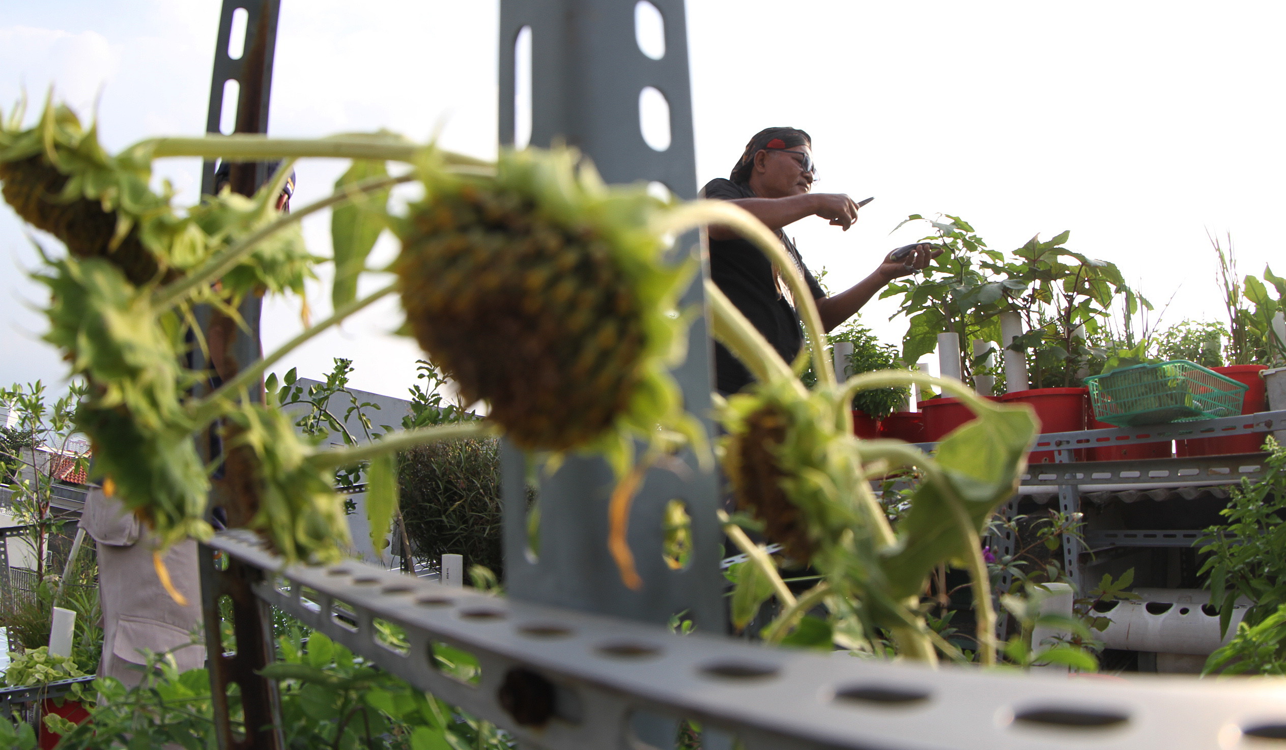 Urban faming di Sunter Jaya. (Agus Priatna/SinPo.id)