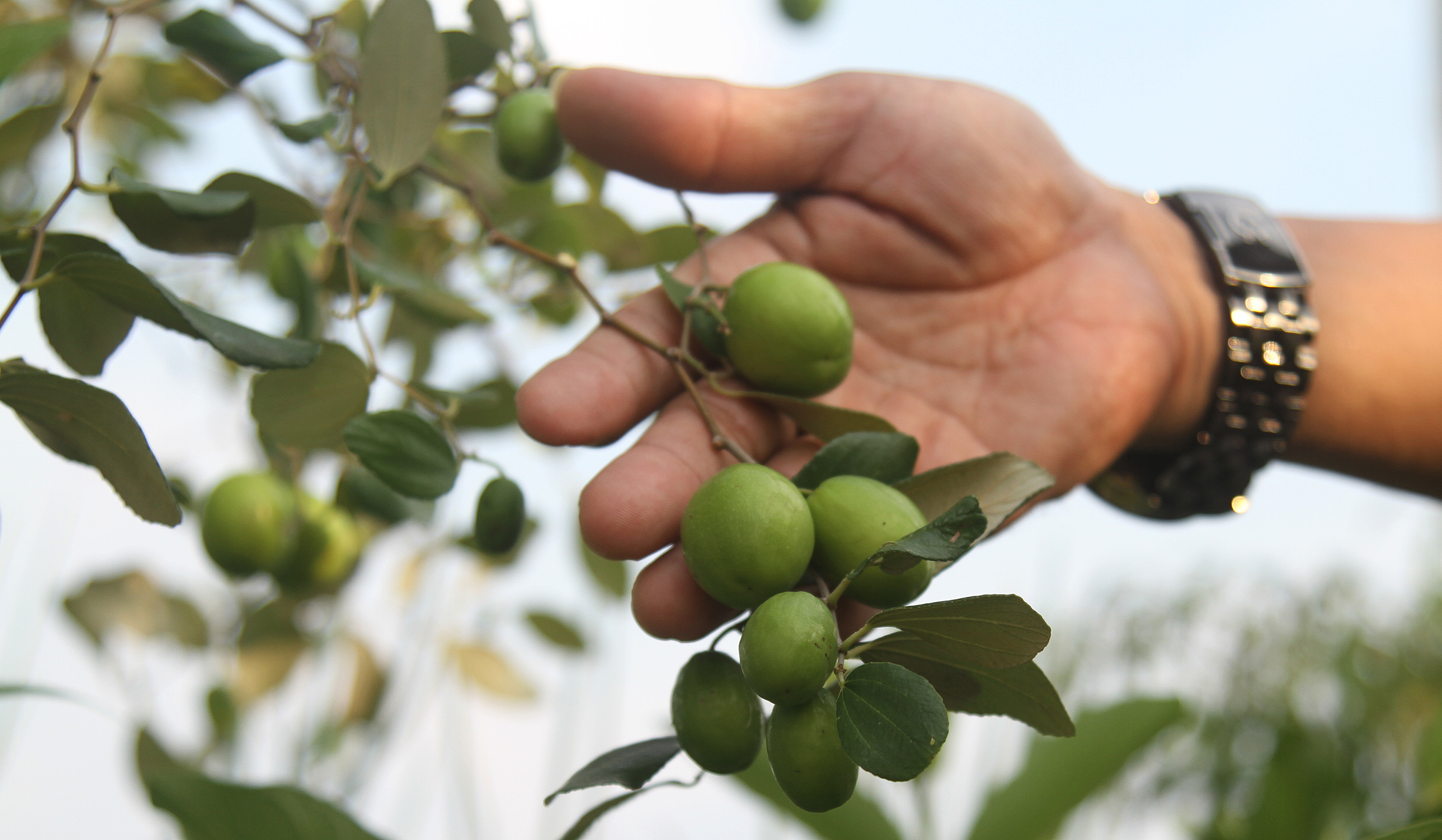 Urban faming di Sunter Jaya. (Agus Priatna/SinPo.id)