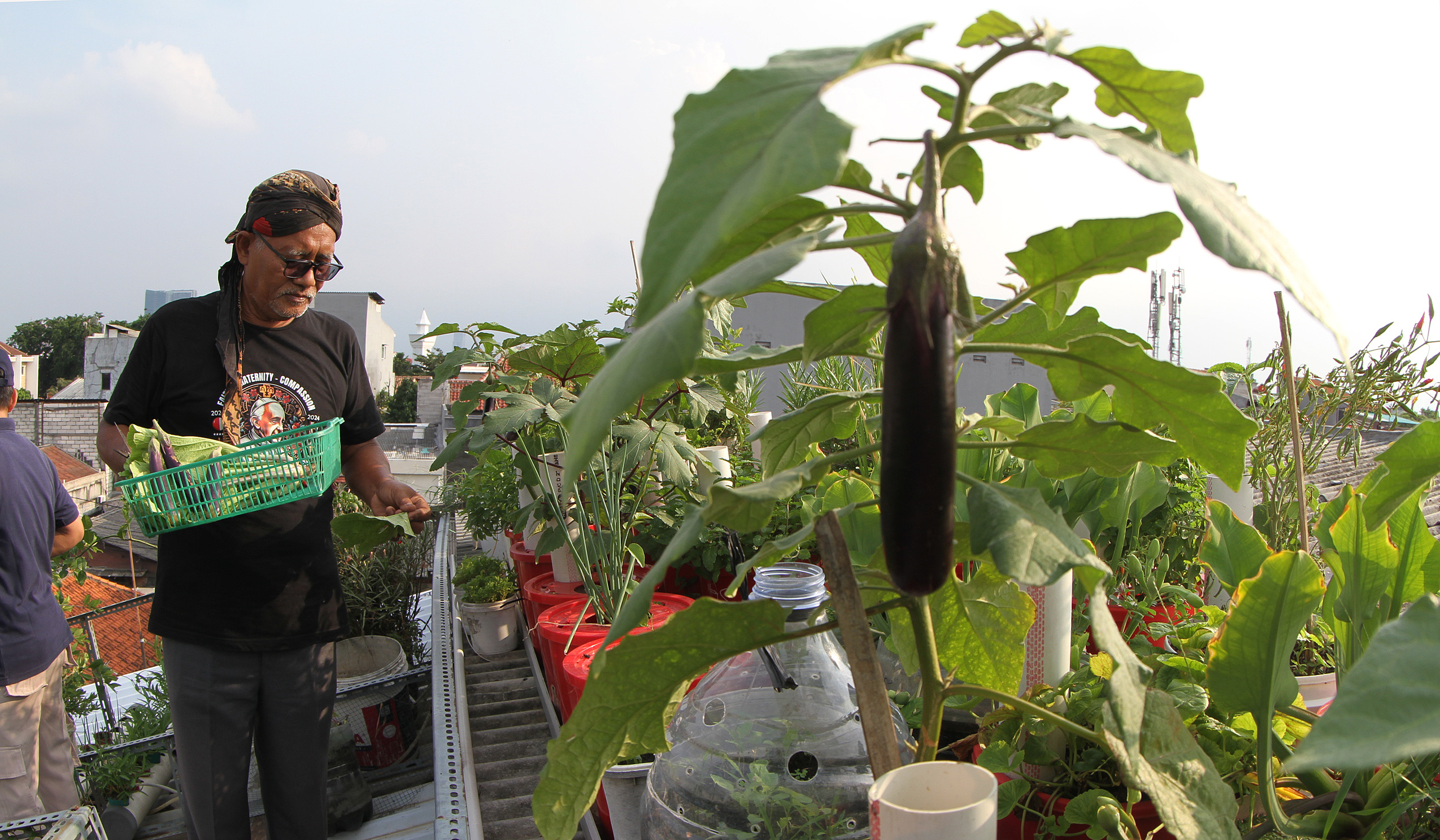 Urban faming di Sunter Jaya. (Agus Priatna/SinPo.id)