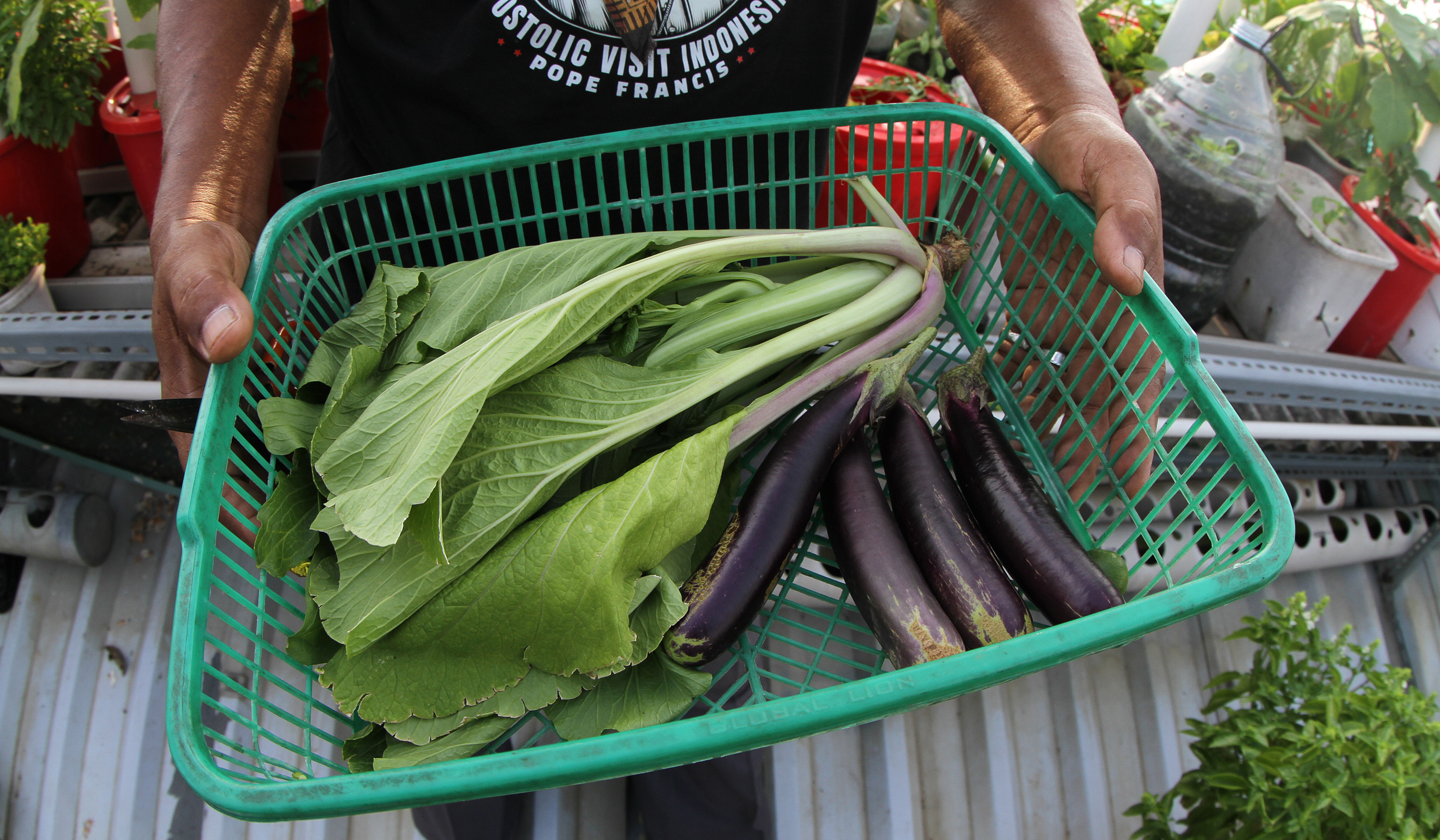 Urban faming di Sunter Jaya. (Agus Priatna/SinPo.id)