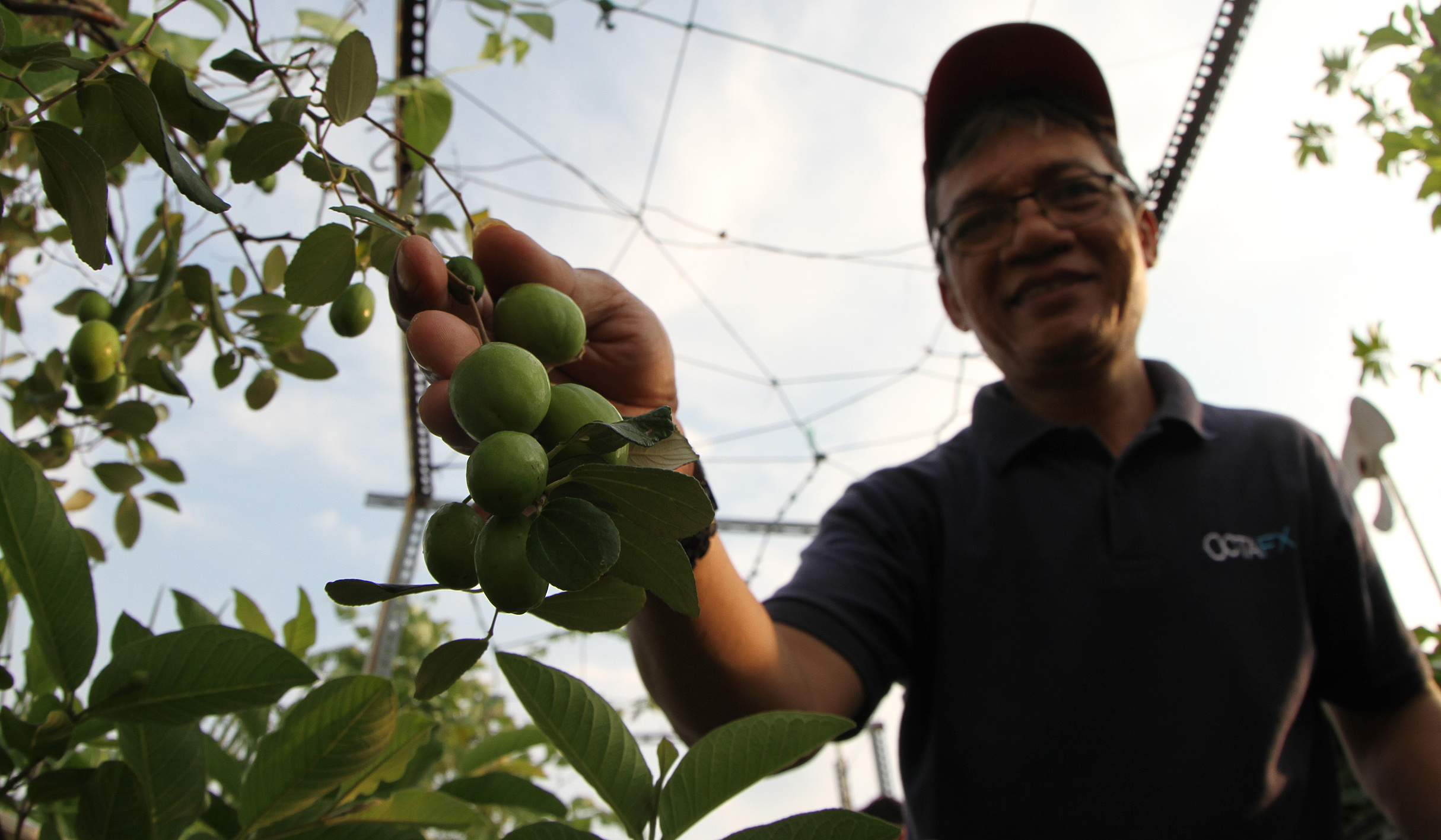 Urban faming di Sunter Jaya. (Agus Priatna/SinPo.id)
