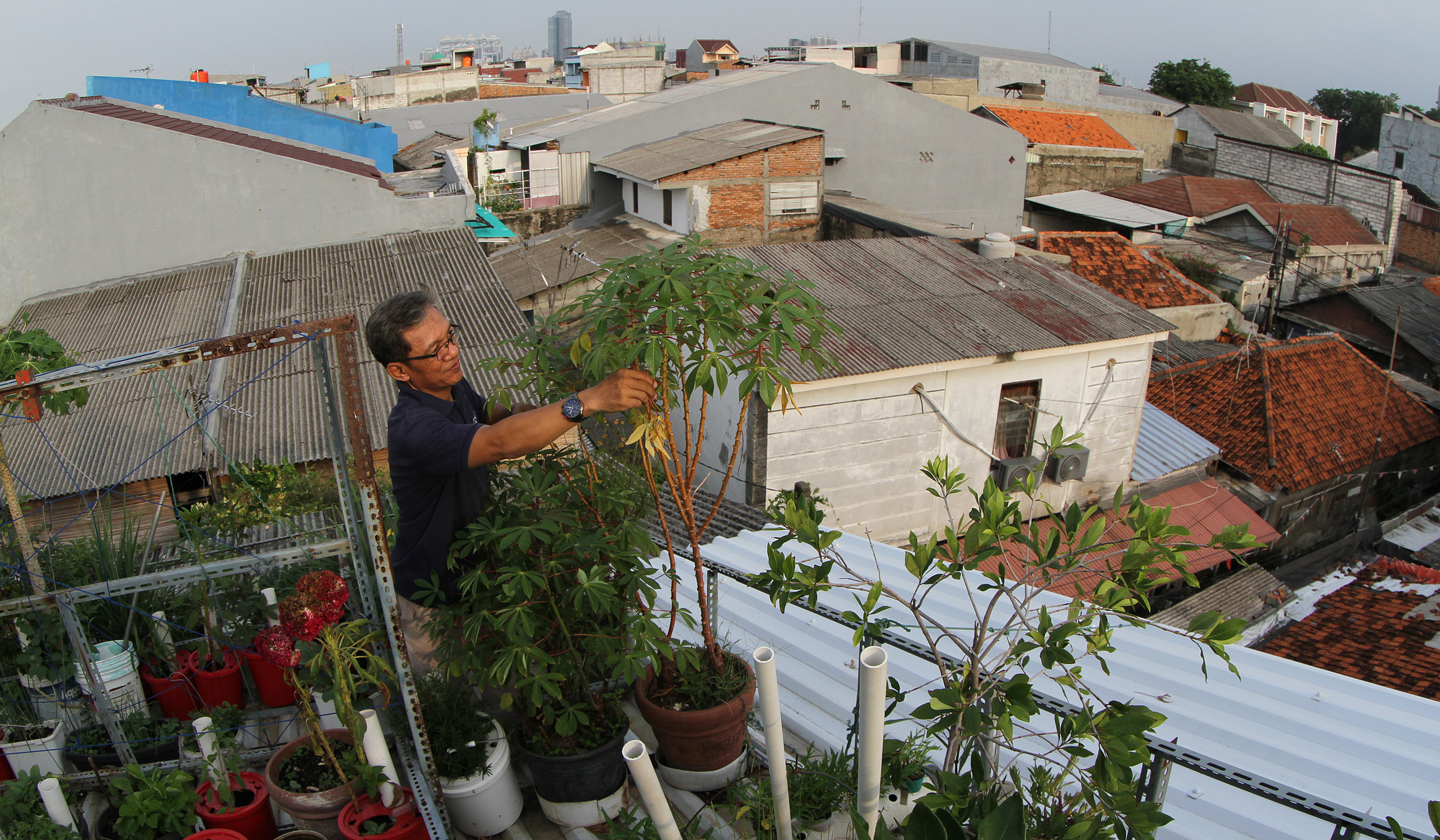 Urban faming di Sunter Jaya. (Agus Priatna/SinPo.id)